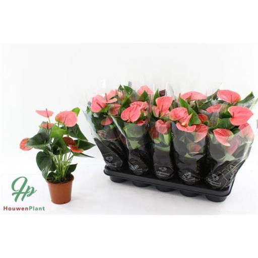 Anthurium rosa 45 cm [0]