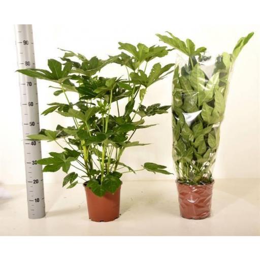 Aralia (fucsia japónica)