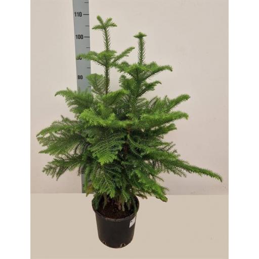 Araucaria 100 cm