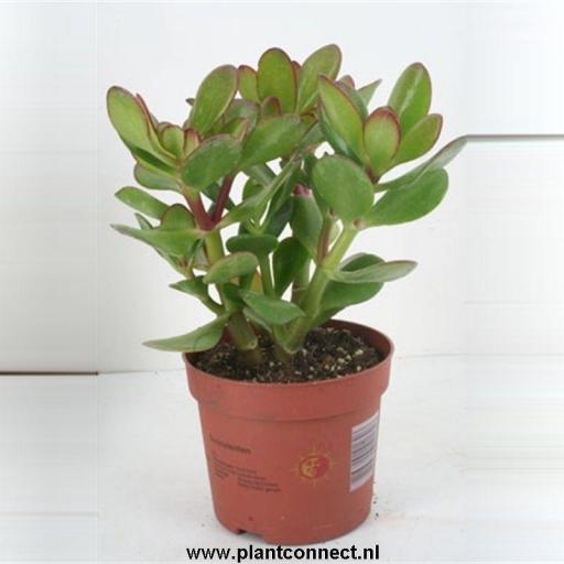 Árbol de jade  (Crassula Ovata)