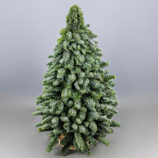 Abeto navidad natural compuesto de verde nobilis 60 cm