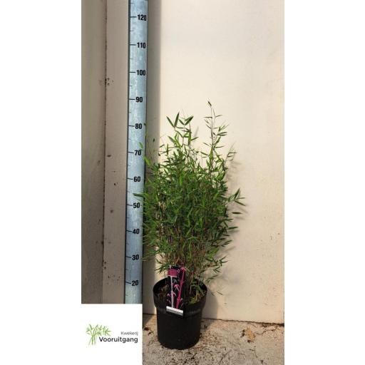 Planta bambú (Fargesia Deep Purple) 80 cm [0]