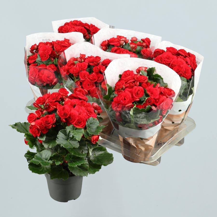 Begonia Baladin  roja
