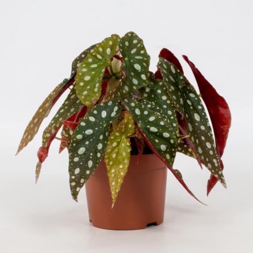 Begonia maculata 