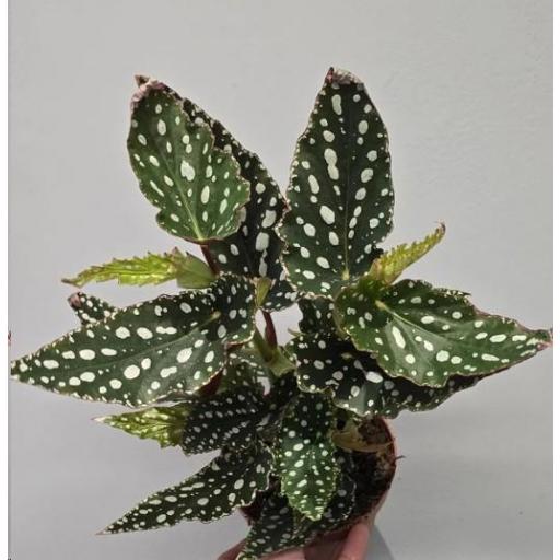 Begonia maculata 