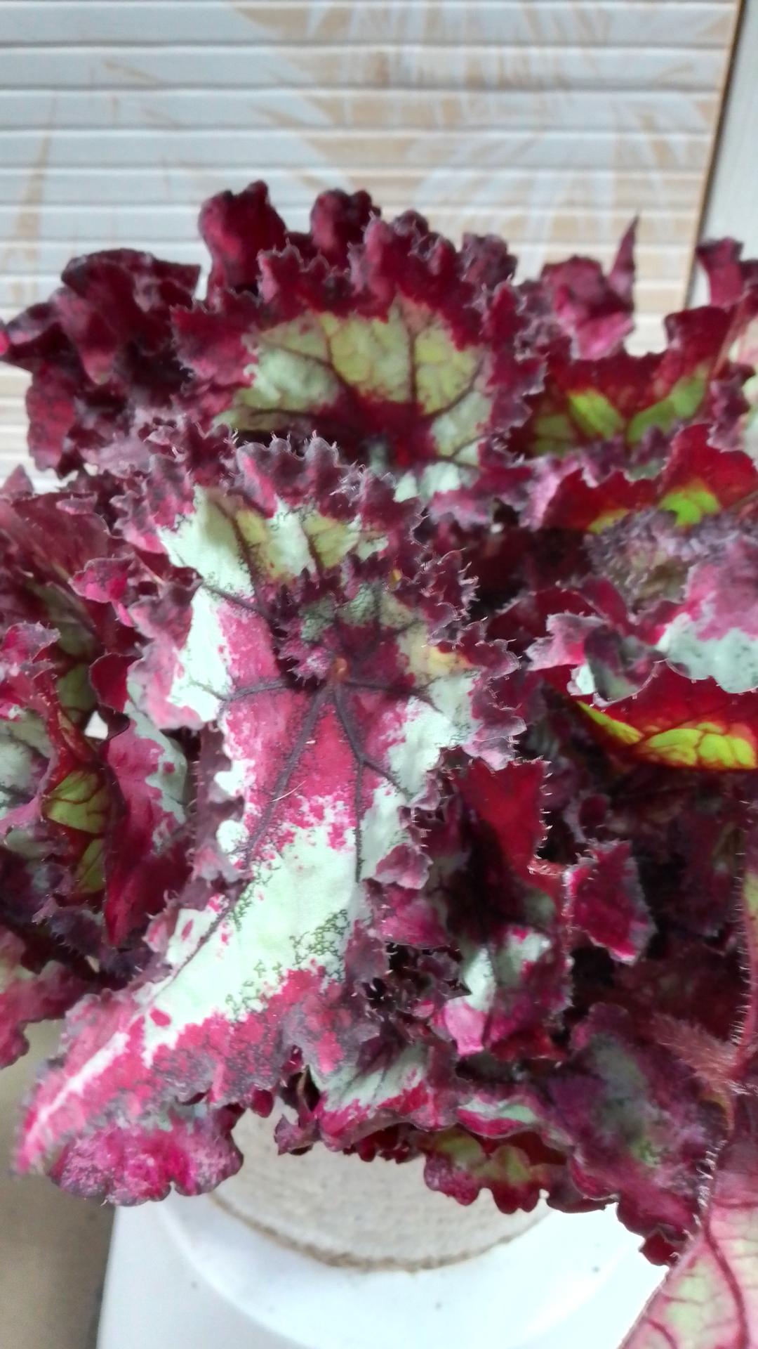 Begonia rex magic Colours Pinkpop