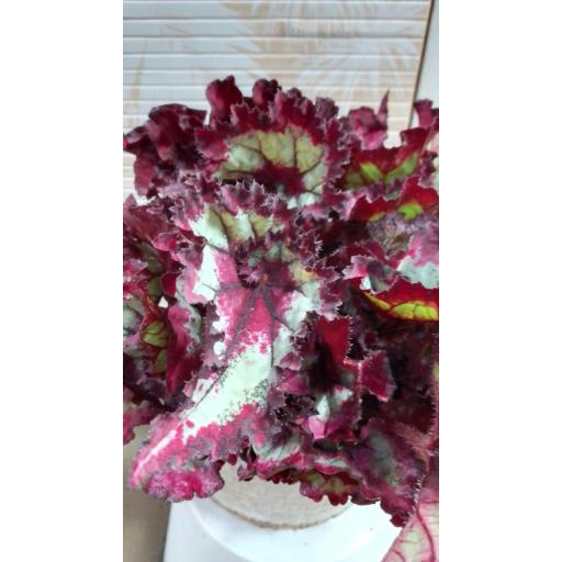 Begonia rex magic Colours Pinkpop [0]