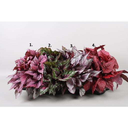 Begonia rex