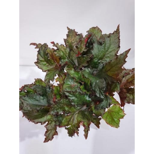 Begonia rex verde [1]