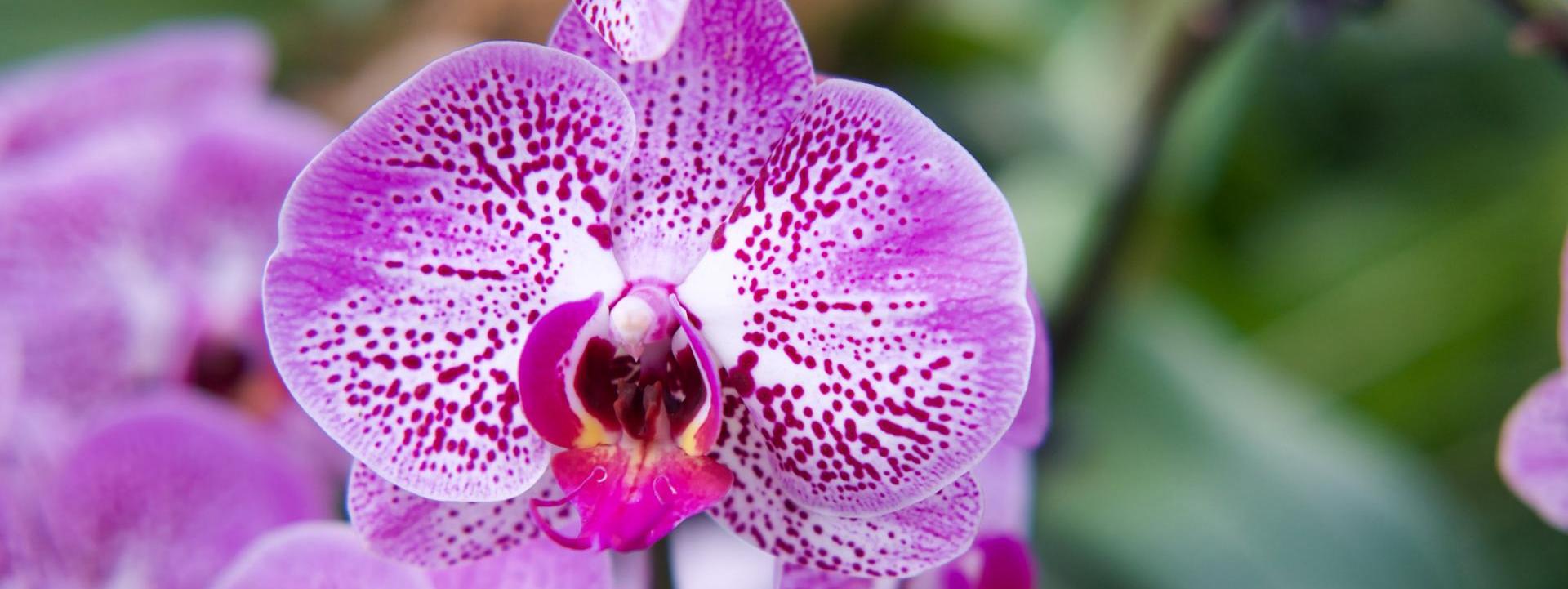 ¡Despierta la Belleza de tus Orquídeas! Consejos para una Floración Espectacular 
