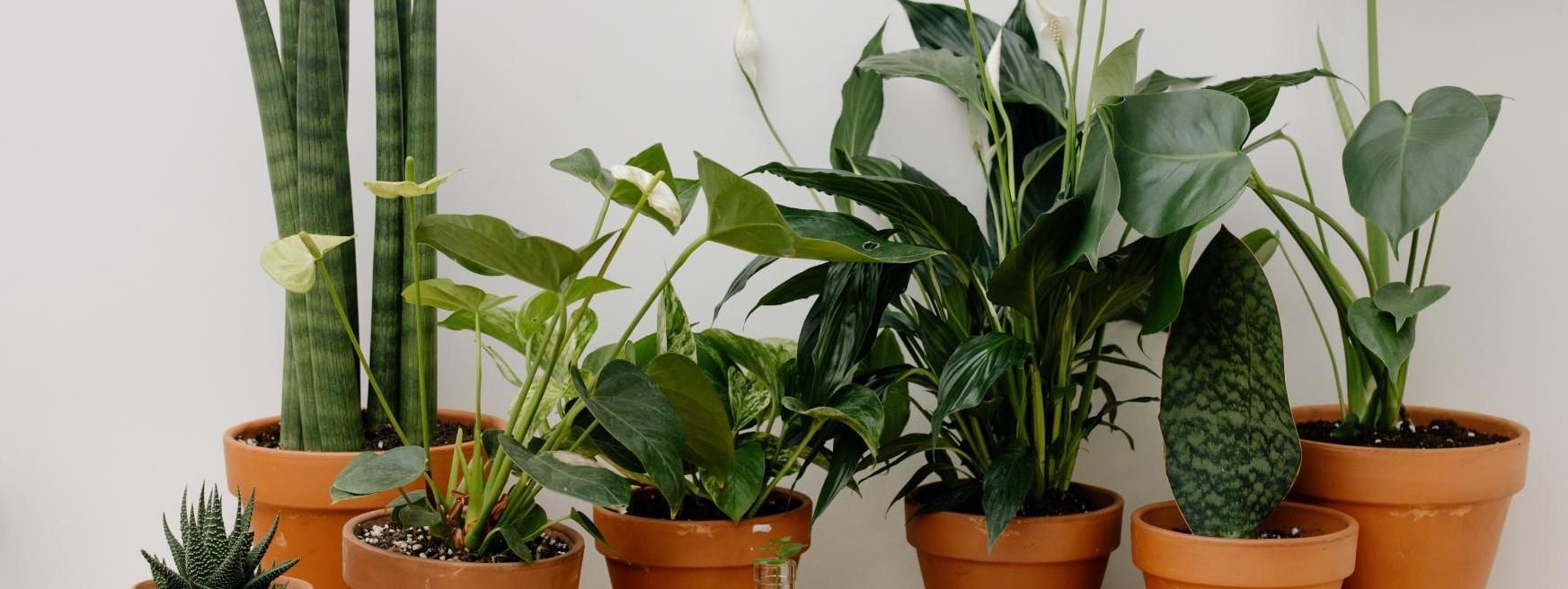 10 Plantas de Interior Fáciles de Cuidar para Principiantes