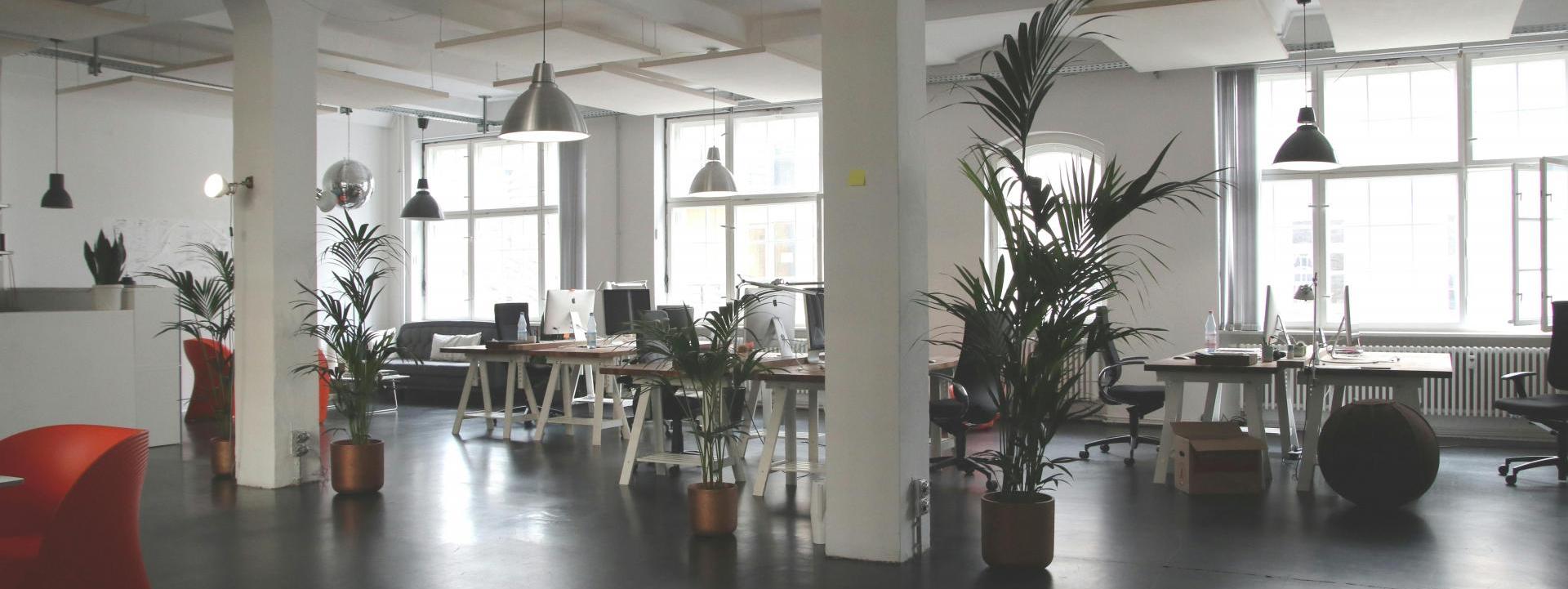 Cómo las plantas naturales transforman espacios en hostelería, oficinas y locales comerciales 