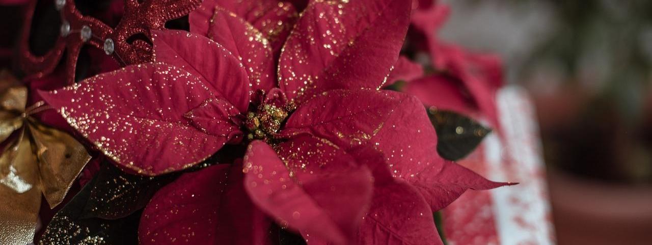 Decoración Navideña con Plantas Naturales: Llena tu Hogar de Vida y Magia