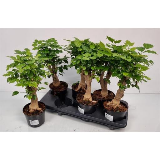 Bonsai radermarchera sinica  [0]