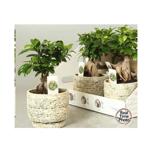 Bonsai ficus ginseng con macetero [0]