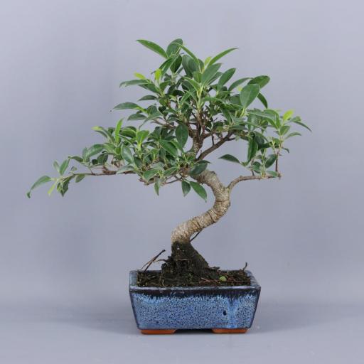 Bonsai 6 años ficus retusa 