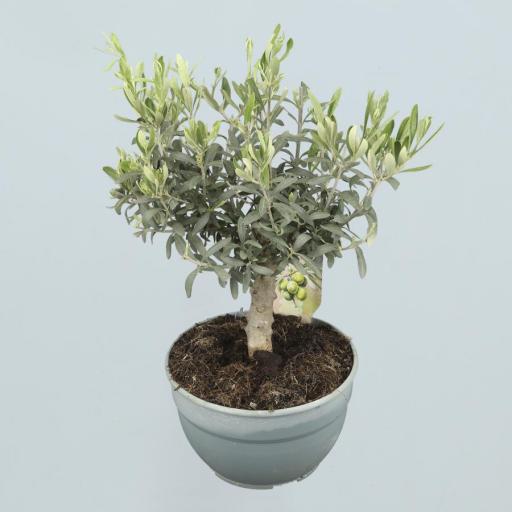 Olea europea  (olivo)