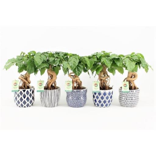 Bonsai radermachera sinica con macetero