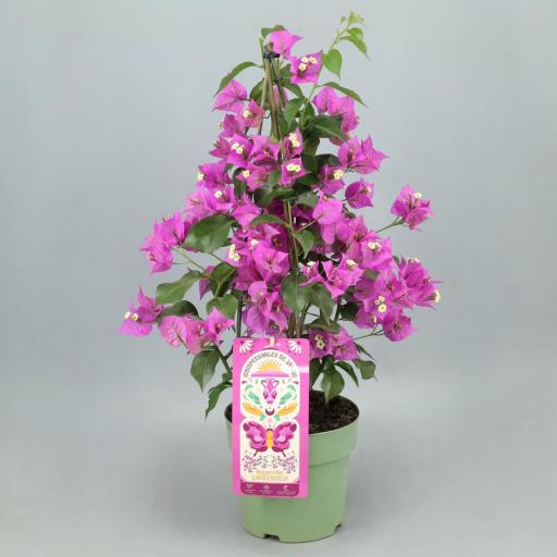 Buganvilla rosa sanderiana
