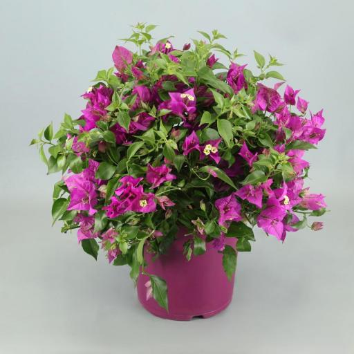 Buganvilla rosa