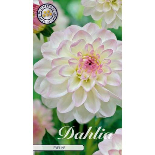 Bulbo Dahlia evelin blanco [0]