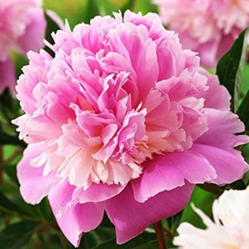 Bulbo Peonia Sorbet rosa [0]