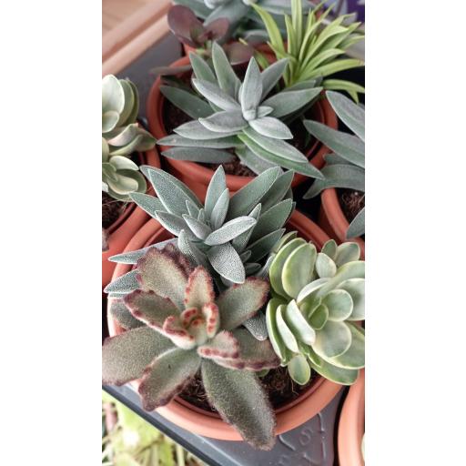 Composición cactus terracota [1]