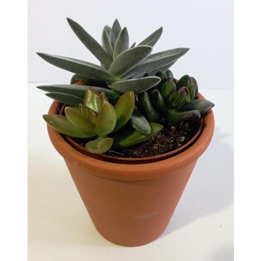 Composición cactus terracota