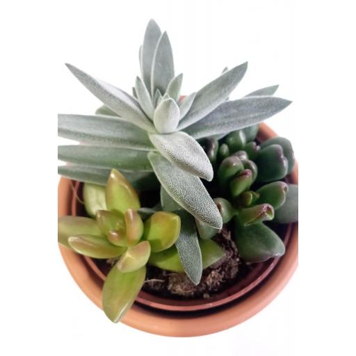 Composición cactus terracota [2]