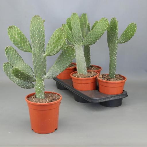 Cactus consolea rubescens