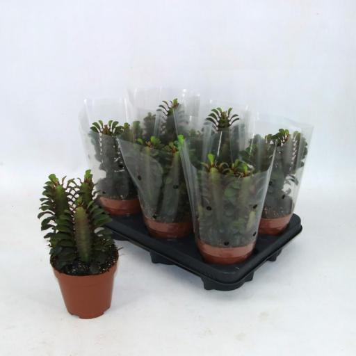 Euphorbia trigona  rubra cactus [0]