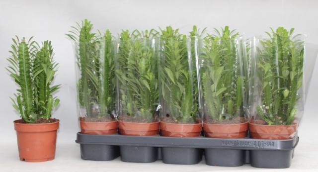 Euphorbia trigona cactus