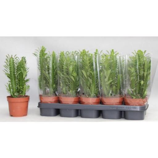 Euphorbia trigona  cactus [0]