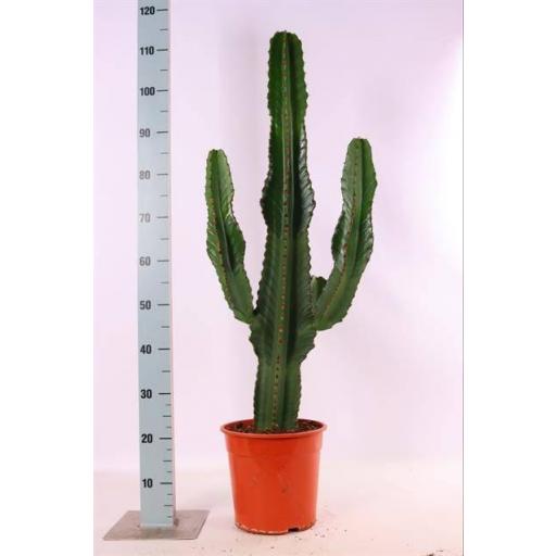 Euphorbia ingens cactus 85 cm