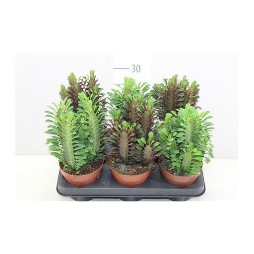Euphorbia trigona cactus [1]