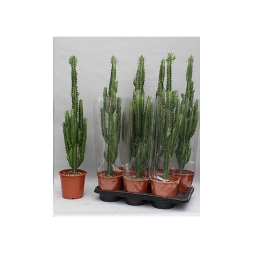 Euphorbia trigona cactus 85 cm