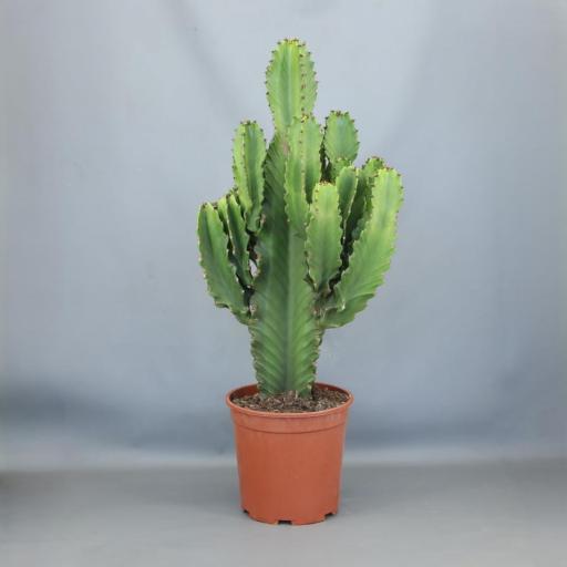 Euphorbia ingens cactus