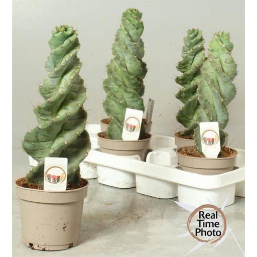 Cactus Tornillo (Cereus forbesii spiralis)