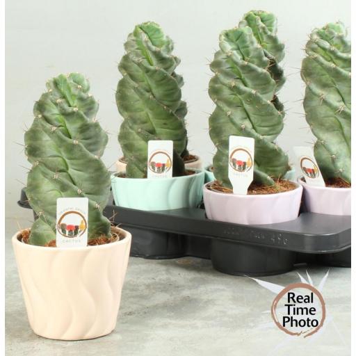 Cactus Tornillo (Cereus forbesii spiralis)