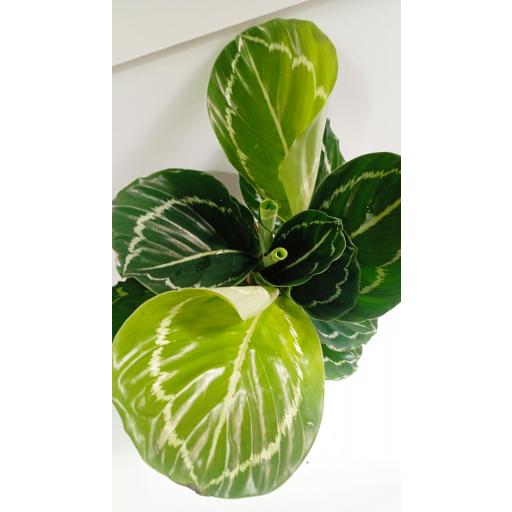 calathea apple