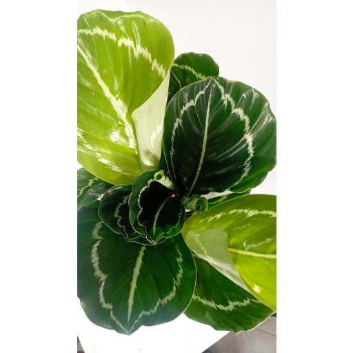 calathea apple [2]