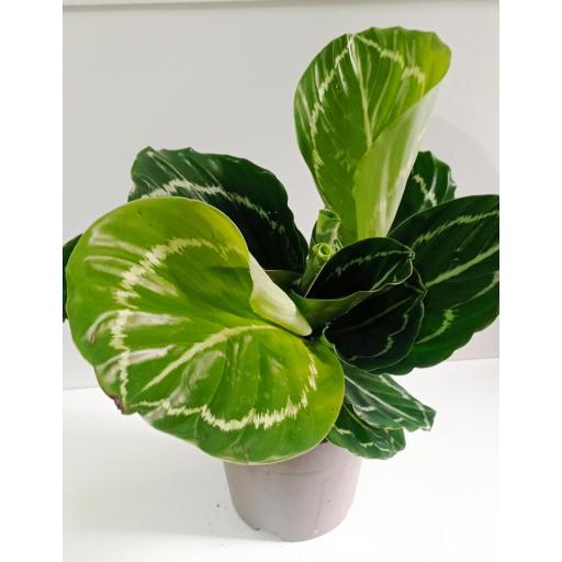 calathea apple [3]
