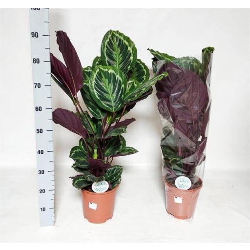 calathea medallion 90 cm