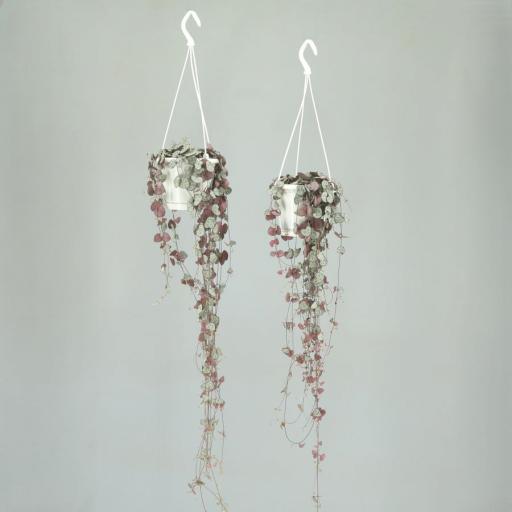 Ceropegia Woodii Variegata