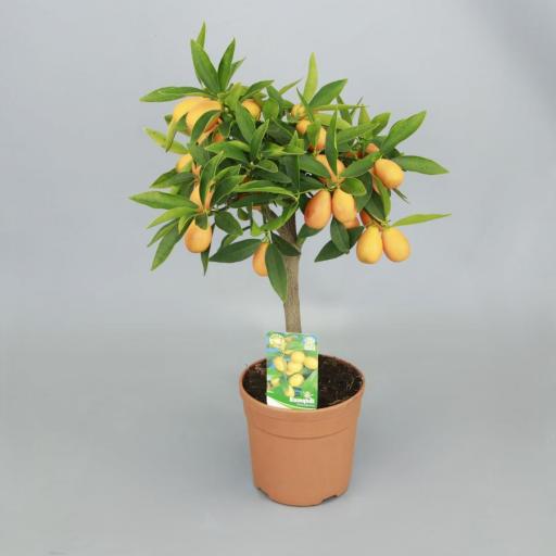 Citrofortunella Microcarpa (Kumquat)