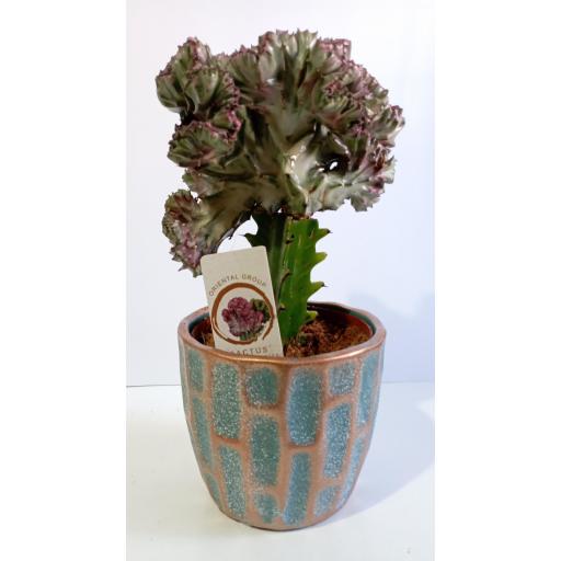 Euphorbia Lactea Cristata macetero cerámica [2]