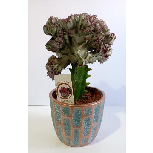 Euphorbia Lactea Cristata macetero cerámica