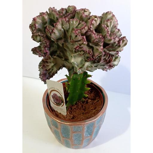 Euphorbia Lactea Cristata macetero cerámica [0]