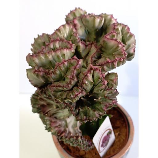 Euphorbia Lactea Cristata macetero cerámica [3]