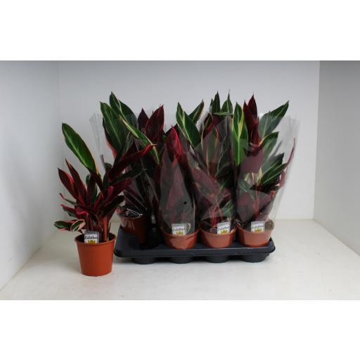 Calathea triostar [1]